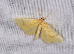 Eulithis mellinata