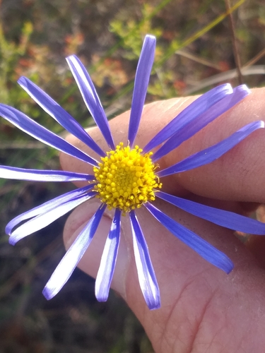 Image of Felicia Aculeata (Felicia aculeata) by (c) kevin koen, some rights reserved (CC BY-SA)