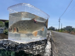 Systomus orphoides