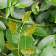 Magnoliopsida