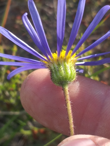 Image of Felicia Aculeata (Felicia aculeata) by (c) kevin koen, some rights reserved (CC BY-SA)