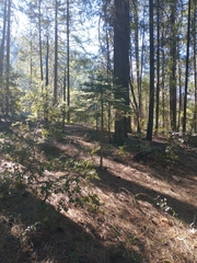 Abies magnifica shastensis