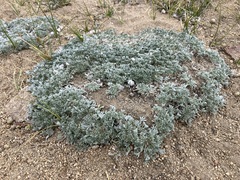 Lupinus breweri bryoides