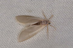 Acentria ephemerella