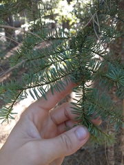 Abies magnifica shastensis
