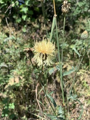 Centaurea orientalis