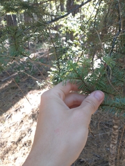 Abies magnifica shastensis