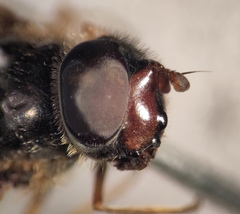 Dasysyrphus venustus
