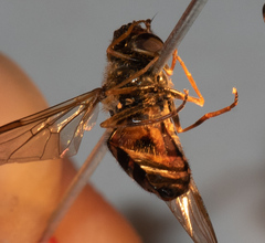 Dasysyrphus venustus