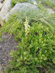 Pedicularis contorta