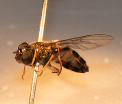 Dasysyrphus venustus