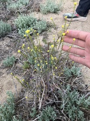 Descurainia californica