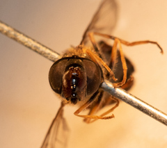 Dasysyrphus venustus