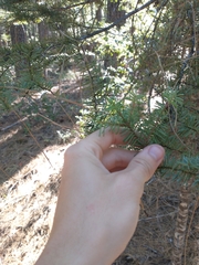Abies magnifica shastensis