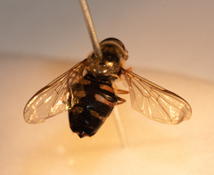 Dasysyrphus venustus
