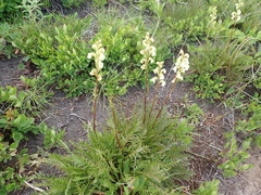 Pedicularis contorta