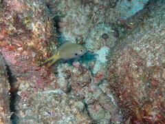 Chromis yamakawai
