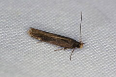 Aproaerema anthyllidella