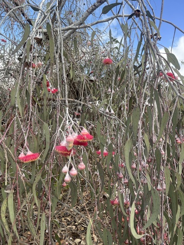 Eucalyptus caesia Benth. subsp. magna I.D.Brooker & Hopper