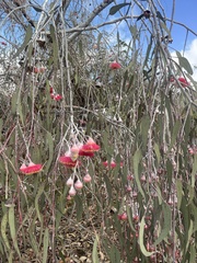Eucalyptus caesia