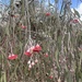 Eucalyptus caesia magna - Photo (c) alcedo77, algunos derechos reservados (CC BY-NC)