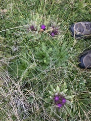 Cirsium scariosum congdonii