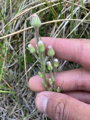 Erigeron lonchophyllus