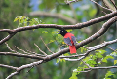 Oriolus traillii ardens