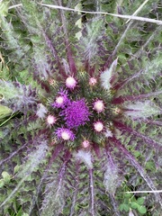 Cirsium scariosum congdonii