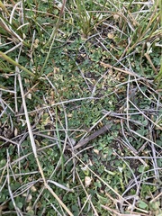 Trifolium monanthum monanthum