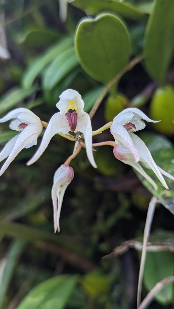 Bulbophyllum mysorense