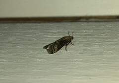 Euzophera fuliginosella