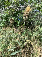 Centaurea orientalis