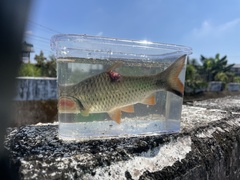 Systomus orphoides