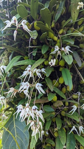 Bulbophyllum mysorense, photograph 1