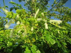 Mimosa caesalpiniifolia