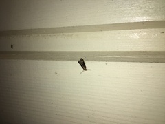 Euzophera fuliginosella