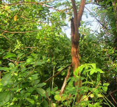 Mimosa caesalpiniifolia