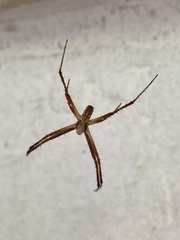 Argiope bruennichi