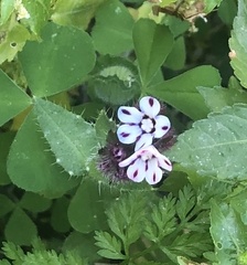 Anchusa variegata