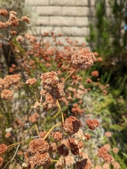 Eriogonum fasciculatum
