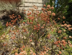 Eriogonum fasciculatum