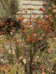 Eriogonum fasciculatum