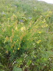 Astragalus propinquus