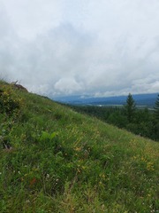 Astragalus propinquus