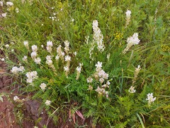 Oxytropis baicalia