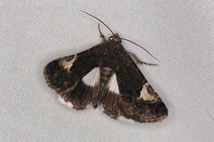 Aedia funesta