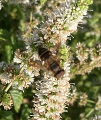 Eristalis pertinax