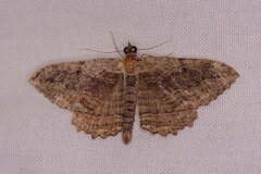 Philereme transversata