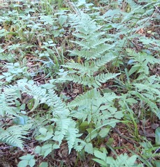 Dryopteris cristata